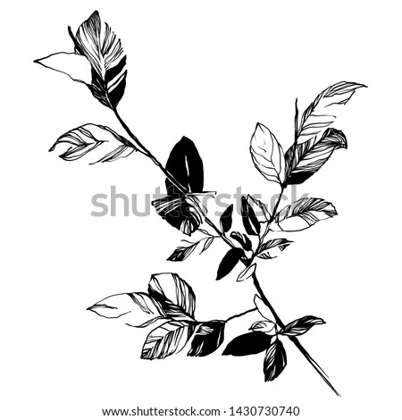 Nifty gentle hand drawn botanical stalk. Vintage nature element for visit card or wedding invitation. Stylish flower, fancy blossom. Black line botanical motiv. Herbal culm.
Ink silhouette