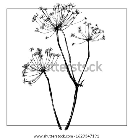 Nifty gentle hand drawn botanical stalk. Vintage nature element for visit card or wedding invitation. Stylish flower, fancy blossom. Black line botanical motif. Herbal culm.
Ink silhouette