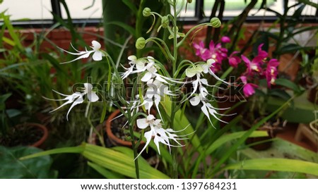 Similar – Image, Stock Photo ghostly violets in bloom