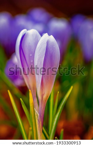 Similar – Foto Bild Makro Bild eines weißen Krokus und eines gelben Stößels in schönem Weichzeichner