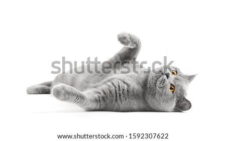 Satisfied British cat lies on a white background with a raised paw. Cat bastard on isolation. A cat for advertising feed. Playful pet close up.