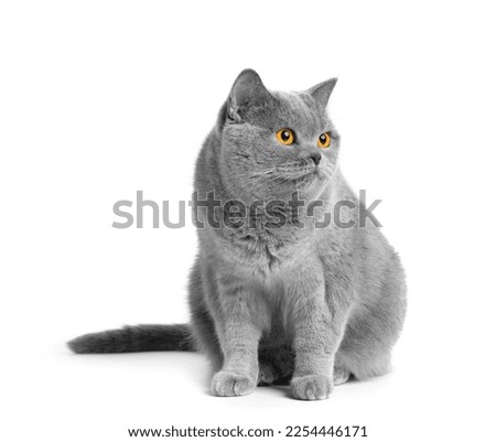 Similar – Image, Stock Photo Cute cat sitting on roof