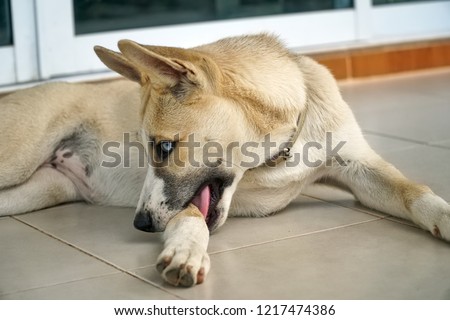 A dog lying and bite itself leg on tiled floor Stock foto © 