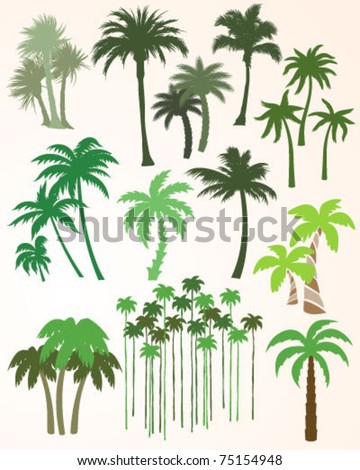 Palm Tree Collection Stock Vector Illustration 75154948 : Shutterstock