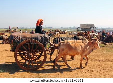 INLE LAKE, MYANMAR - FEBRUARY 05, 2013: A farmer on a bullock cart is visiting a market at the shore of lake Inle.
