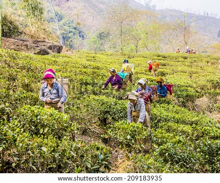 DARJEELING, INDIA - MARCH 14, 2014: tea pickers in darjeeling, India, dressed in colorful clothes, are plucking the fresh tea leaves  from the bushes. It is the first harvest in the year.
