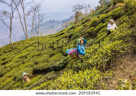 DARJEELING, INDIA - MARCH 14, 2014: tea pickers in the teaplantations of darjeeling, dressed in colorful clothes, are plucking the fresh tea leaves  from the bushes.