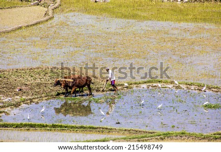 POKHARA, NEPAL - MARCH 28, 2014: A nepalese farmer is plowing his paddy field wit an ox-team.