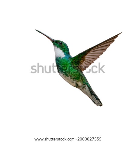 Similar – Image, Stock Photo hummingbird Small Bird