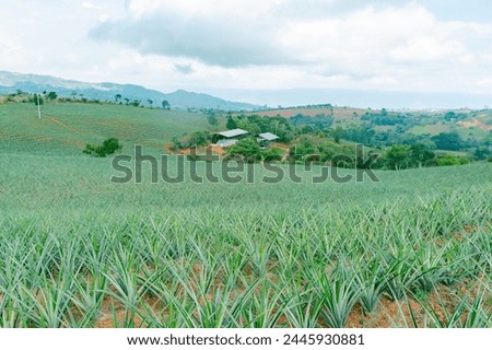 Similar – Foto Bild Ananasplantage. Landschaft Ananasfarm und Berg. Anbau von Plnat. Anbau von Ananas in Bio-Farm. Landwirtschaftliche Industrie. Grüner Ananasbaum im Feld und weißer Himmel und Wolken.