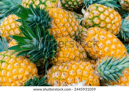 Similar – Image, Stock Photo Pineapples on a plantation with orange backlight, El Hierro, Canary Islands, Spain