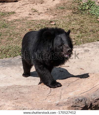 Photo of Bear in zoo