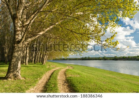 summer forest and ground road near river, beautiful landscape