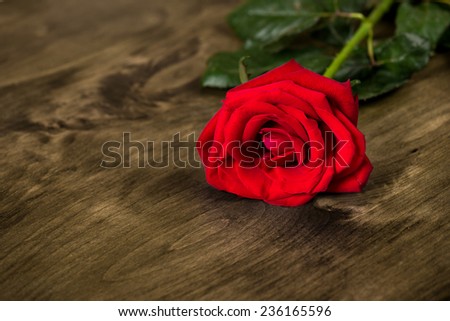 red rose on dark wood background