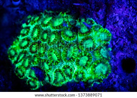 Similar – Image, Stock Photo Glowing coral reef in ocean