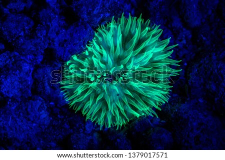 Similar – Image, Stock Photo Glowing coral reef in ocean