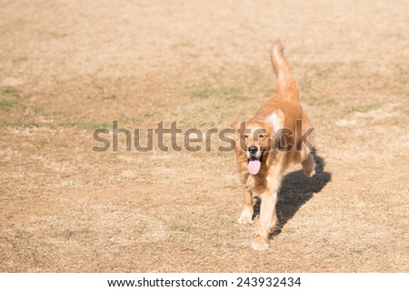 Golden retriever dog running in the field