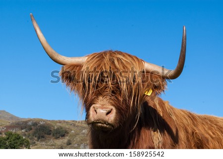 Scottish Highland Cow portrait with big horns