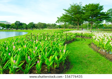 field of siam tulip flower or patumma blooming in public garden