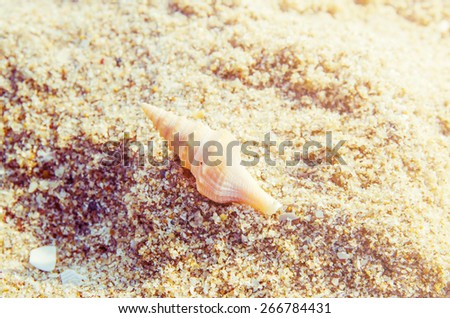 Seashell on sand beach vintage background in summer