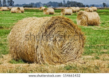 These large round hay bales are in a field and await pick up for storage in a barn.