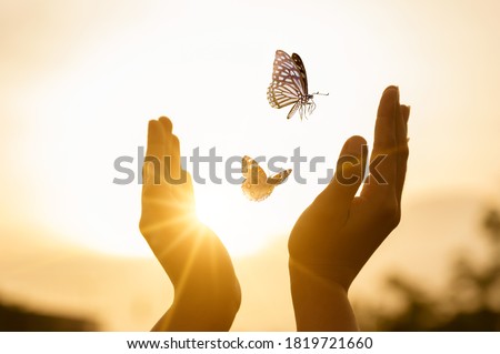 The girl frees the butterfly from  moment Concept of freedom