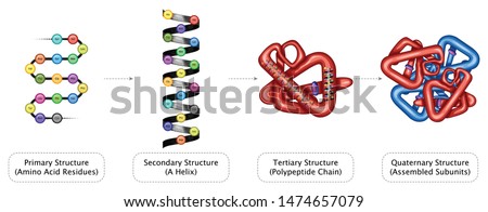 Protein Structure Primary Secondary Tertiary Quaternary Amino Acid residues Helix Polypeptide Chain Assembled Sub units Detailed Chemistry Education Color Full Vector Illustration