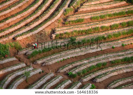The gardener in strawberry field with the pattern of strawberry field at Doi Ang Khang, Chiang Mai, Thailand.