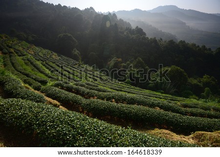 The gardener in strawberry field with the pattern of strawberry field at Doi Ang Khang, Chiang Mai, Thailand.