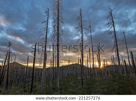 Burnt tree trunks in a cloudy sunset