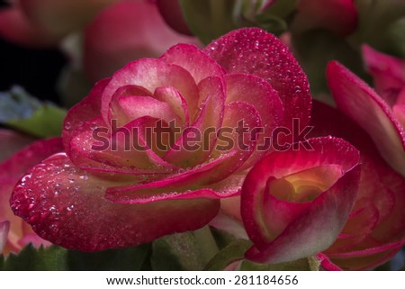 Flower Begonia with drops close up on black background - Macro begonia flower with drops