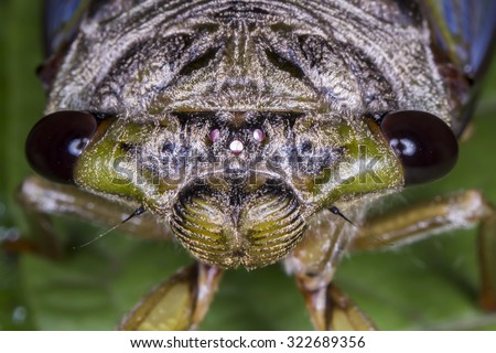 Cicada close up photo - Cicada extreme macro photo front view