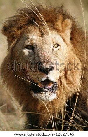 Majestic lion head in the grass in the Masai Mara Reserve in Kenya