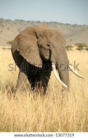 Elephant in the grass with head turned (Masai Mara; Kenya)