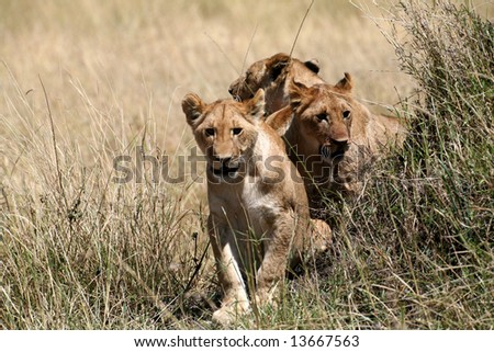 Lion cubs walking through the grass (Masai Mara; Kenya)