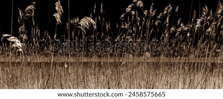 Similar – Image, Stock Photo waving reed