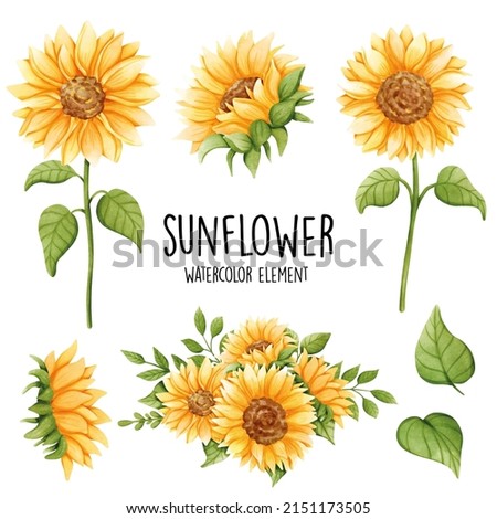 Watercolor sunflower, summer. Vector illustration
