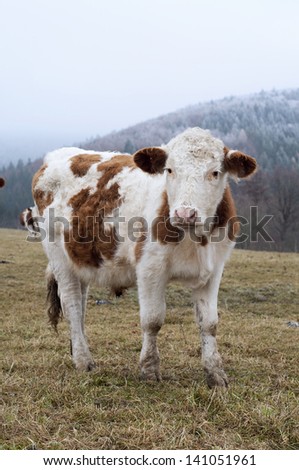 Brown and white cow grazing on a field in winter; frosty landscape in the background.