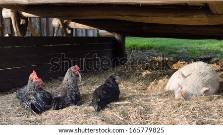 Chickens and pig on free range farm