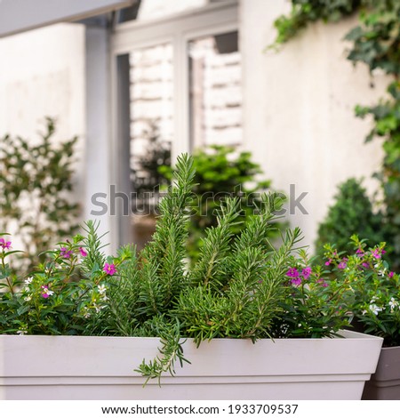 Green herbs, rosemary,  growing in a pot on a balkony or porch garden, house in the background.  Zdjęcia stock © 