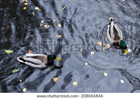 Two mallard duck on a water in dark  pond with floating autumn or fall leaves, top view.