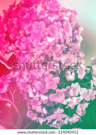 color single pink flowers natural backgrounds