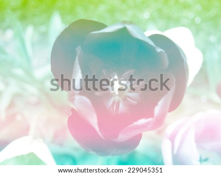 green color backgrounds nature tulips color