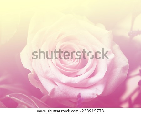 pink color backgrounds natural rose flowers