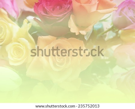 beautiful soft colorful natural rose flowers backgrounds