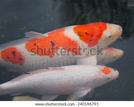 beautiful color organs and white skin nature fish