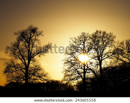 Autumn tree nature sunset background gold color and black