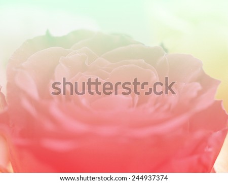 colorful nature flowers background rose closeup