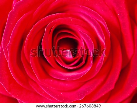 Beautiful res rose flowers single background