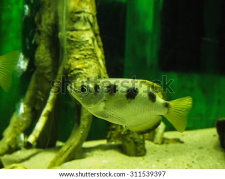 nature fish sea in tank